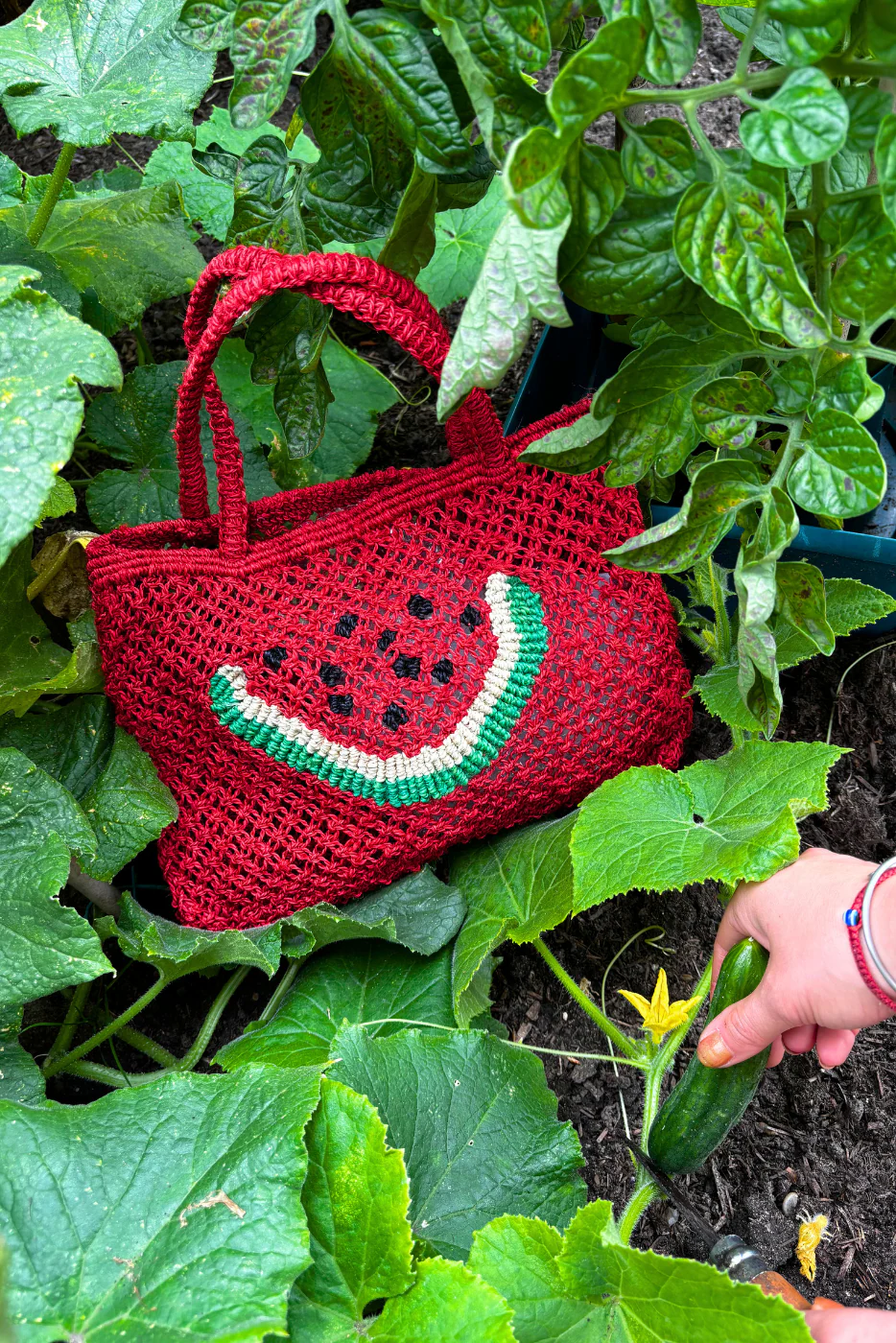 Watermelon - Image 4